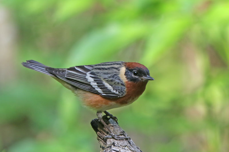 Bay-breasted Warbler