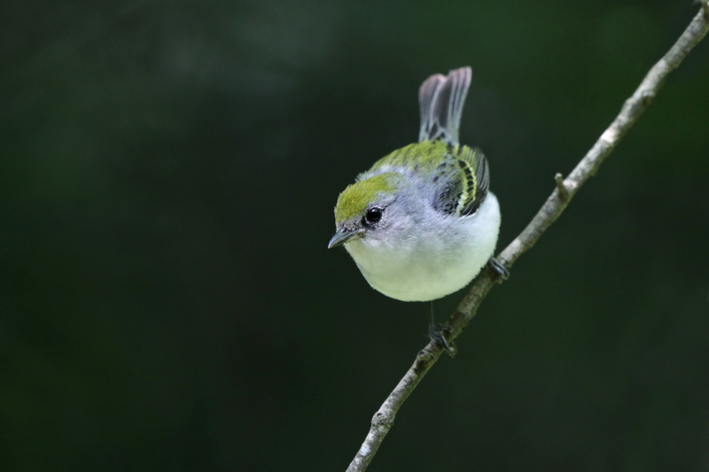 Chestnut-sided Warbler