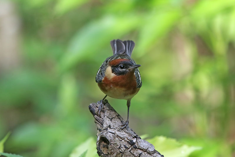 Bay-breasted Warbler
