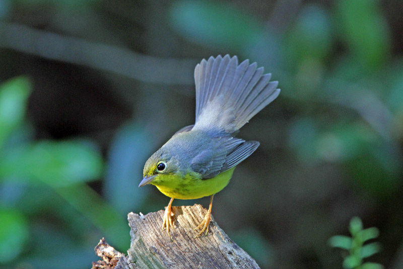 Canada Warbler