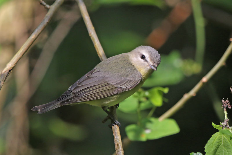 Philadelphia Vireo