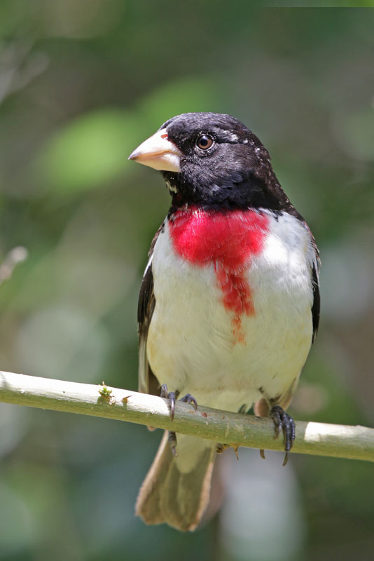 Rose-breasted Grosbeak