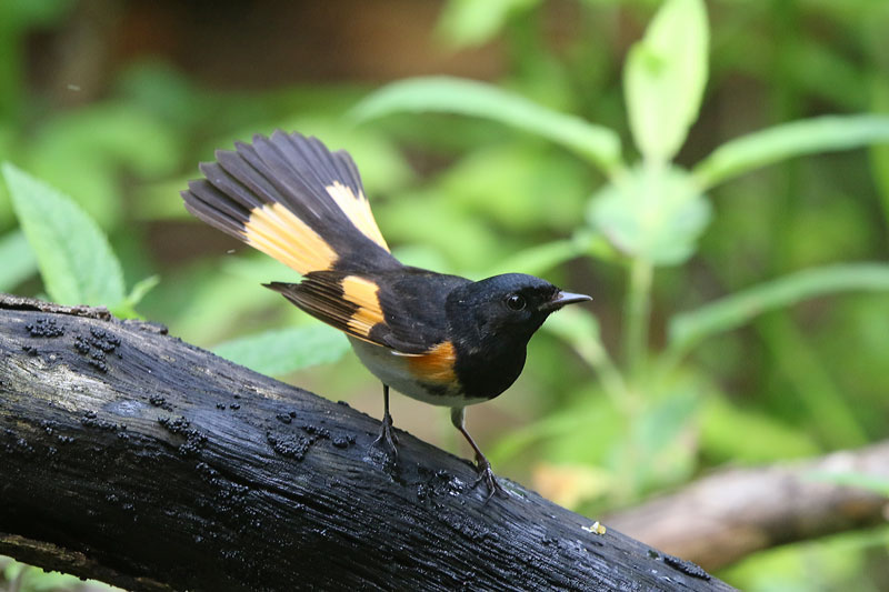 American Redstart