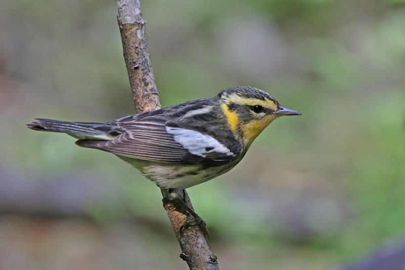 Blackburnian Warbler