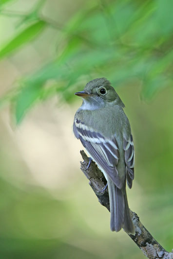 Acadian Flycatcher