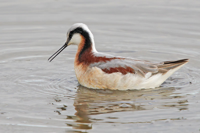 Wilson's Phalarope
