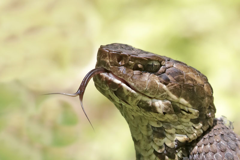 Cottonmouth Snake