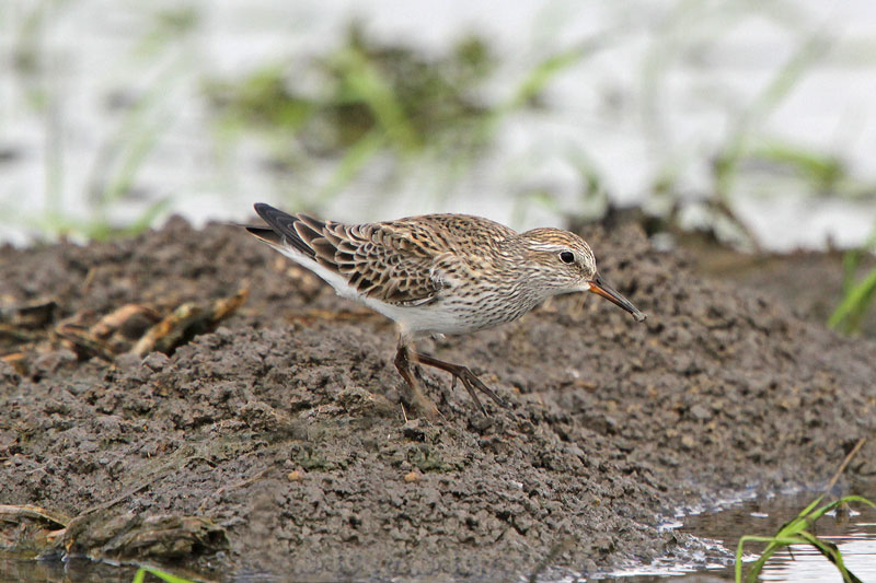 White-rumped-Sandpiper