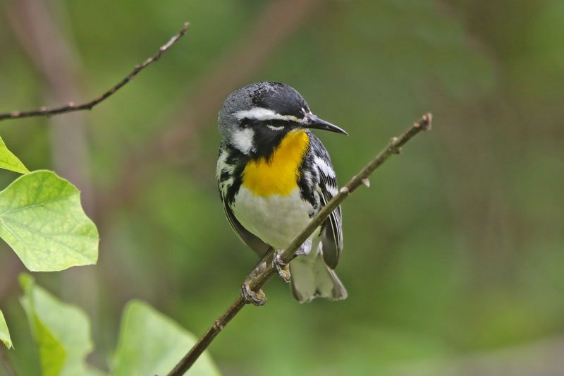 Yellow-throated Warbler