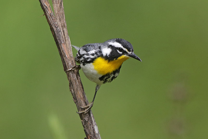 Yellow-throated Warbler