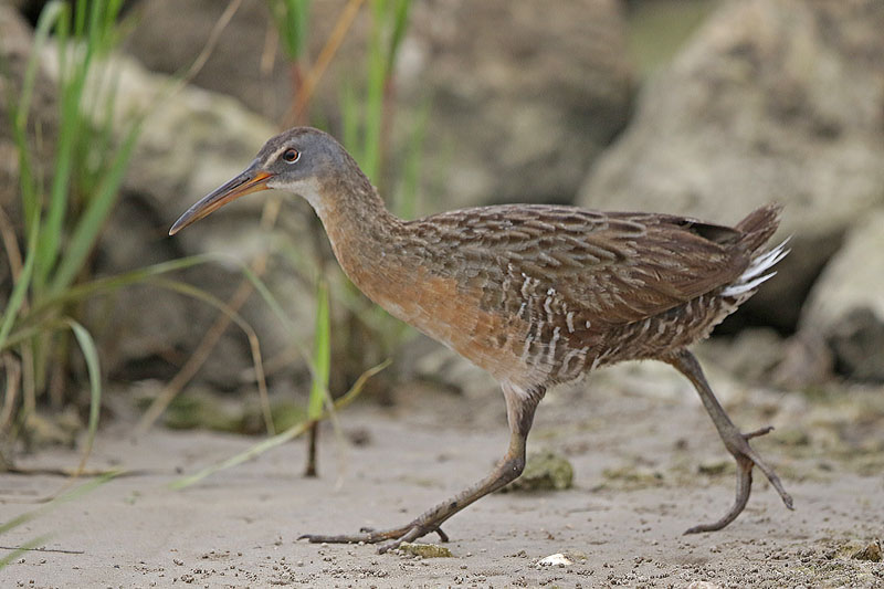 Clapper Rail