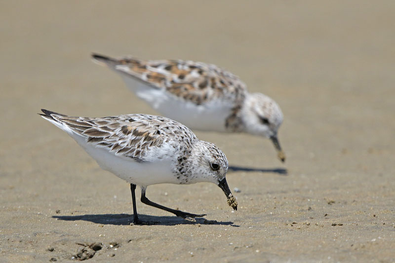 Sanderling