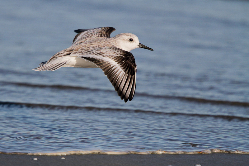Sanderling