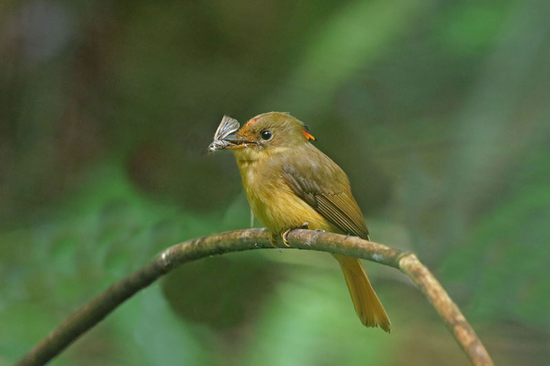 Atlantic Royal Flycatcher