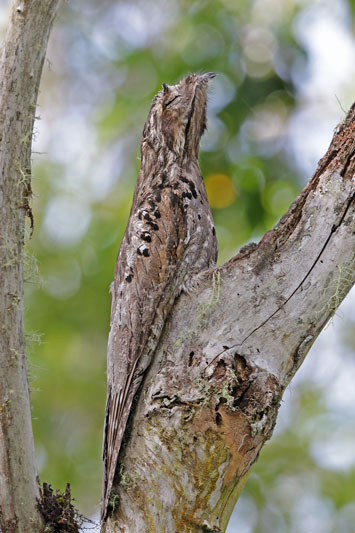 Common Potoo (Grey Potoo)