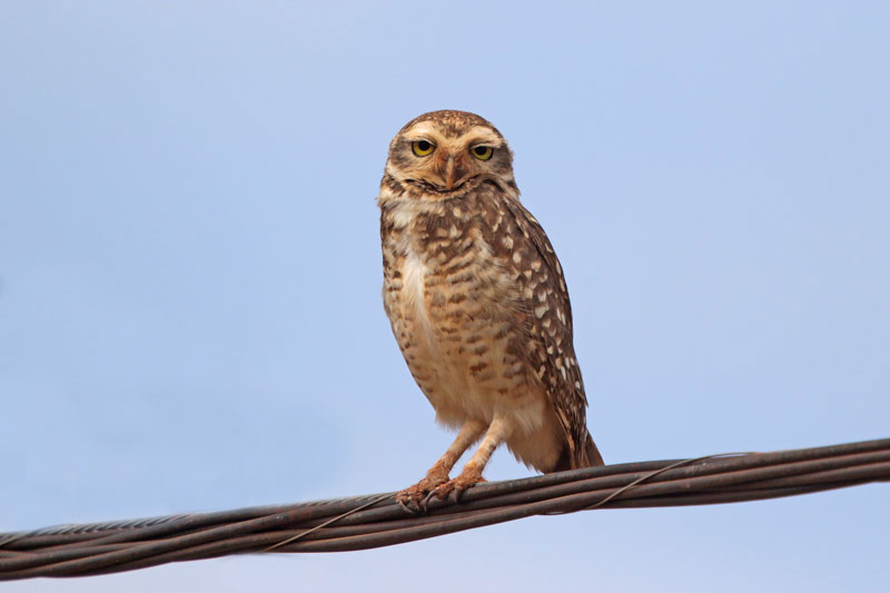 Burrowing Owl