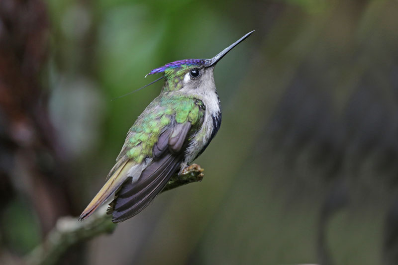 Black-breasted Plovercrest