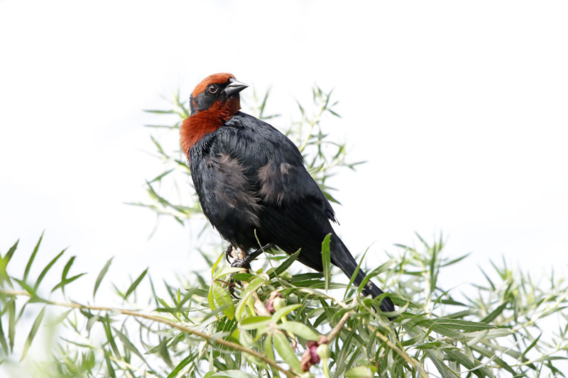 Chestnut-capped Blackbird