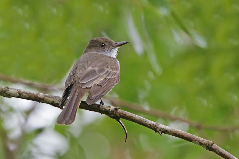 Swainson's Flycatcher