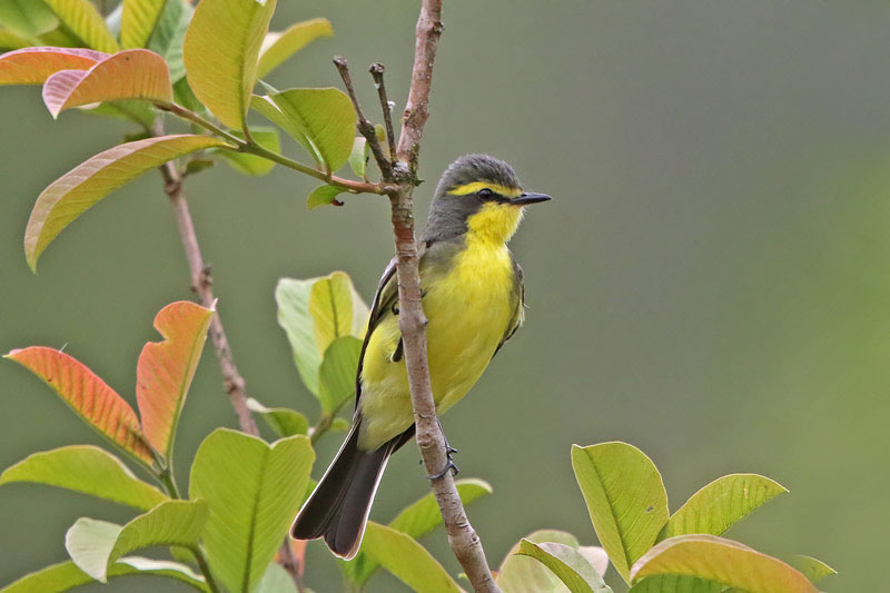 Yellow-browed Tyrant