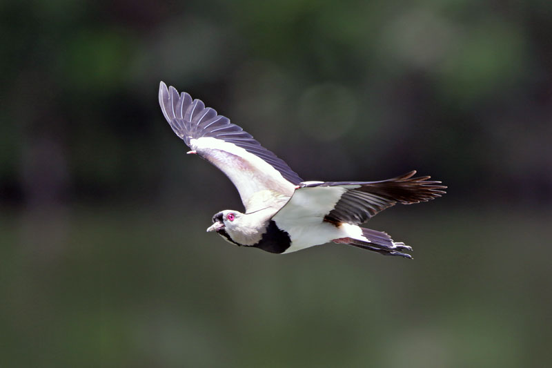 Southern Lapwing