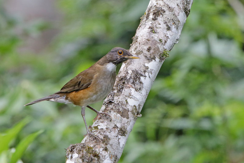 White-necked Thrush