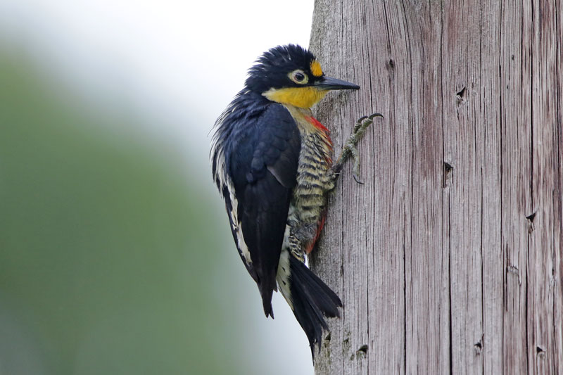 Yellow-fronted Woodpecker