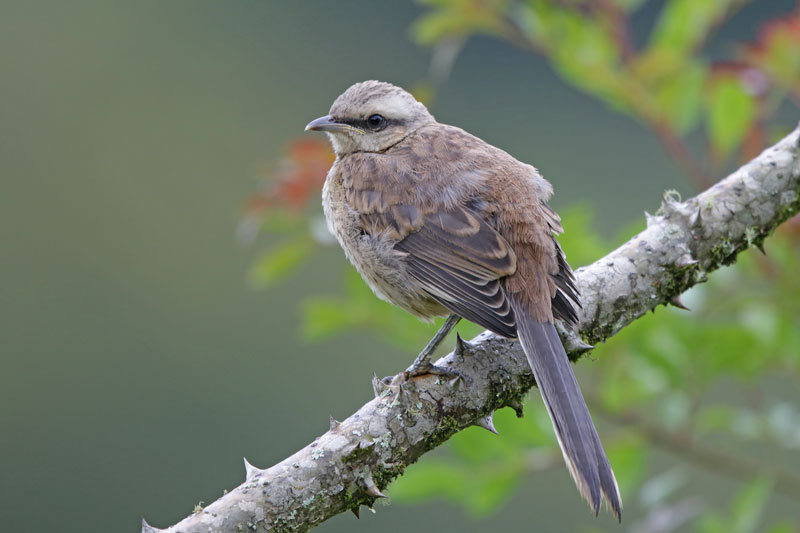 Chalk-browed Mockingbird