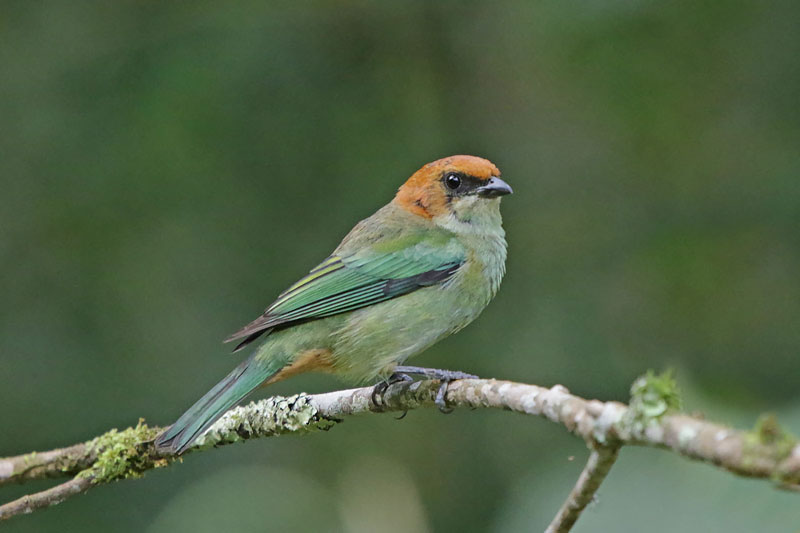 Chestnut-backed Tanager