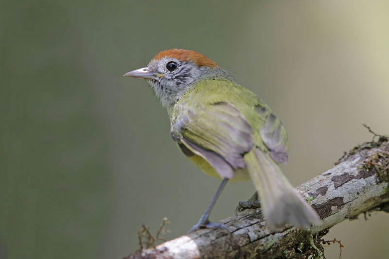 Rufous-crowned Greenlet