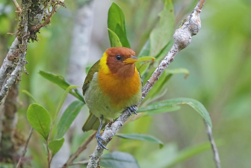 Rufous-headed Tanager