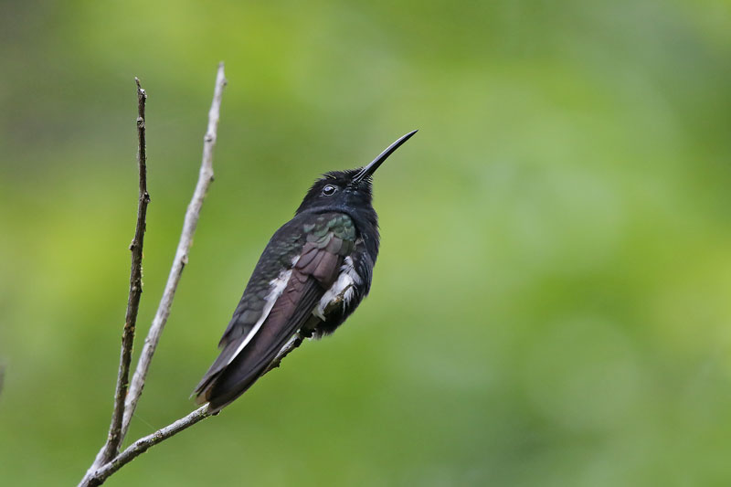 Black Jacobin