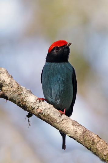 Blue Manakin