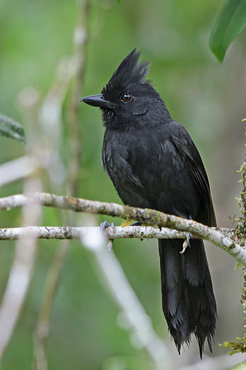 Tufted Antshrike