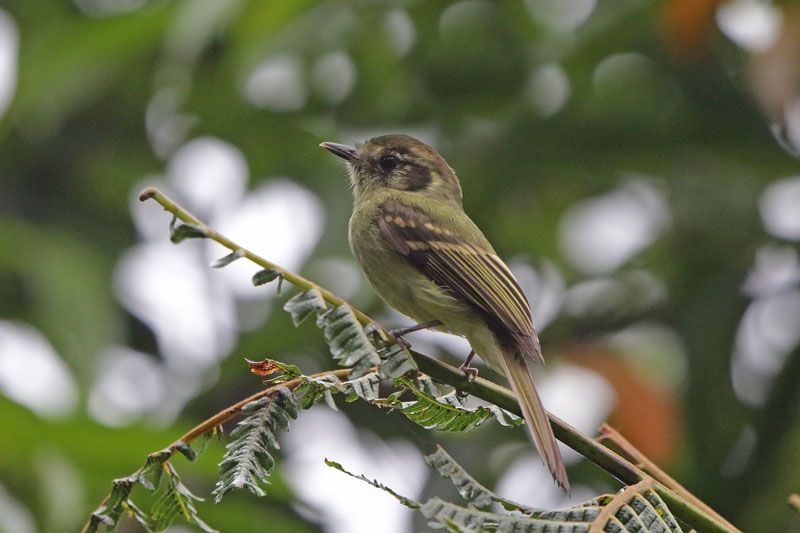 Sepia-capped Flycatcher