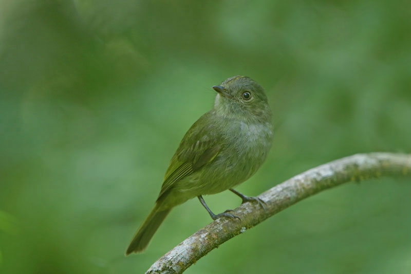 Serra do Mar tyrant-manakin 