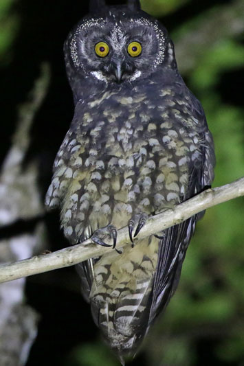 Stygian Owl