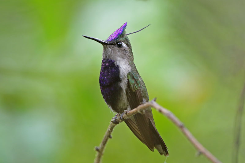 Black-breasted Plovercrest