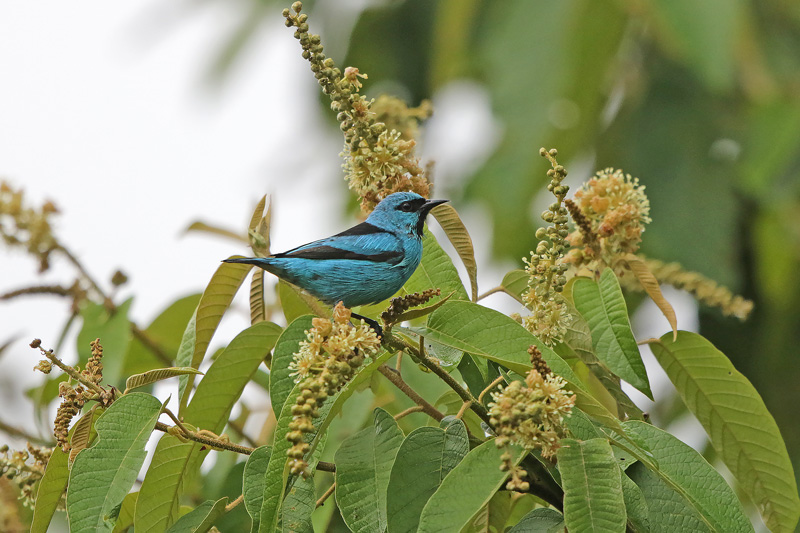 Black-legged Dacnis