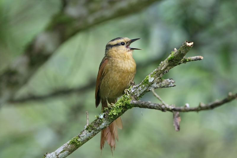 Buff-fronted Foliage-gleaner