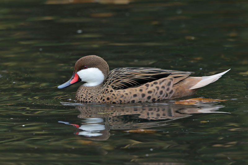 White-cheeked Pintail