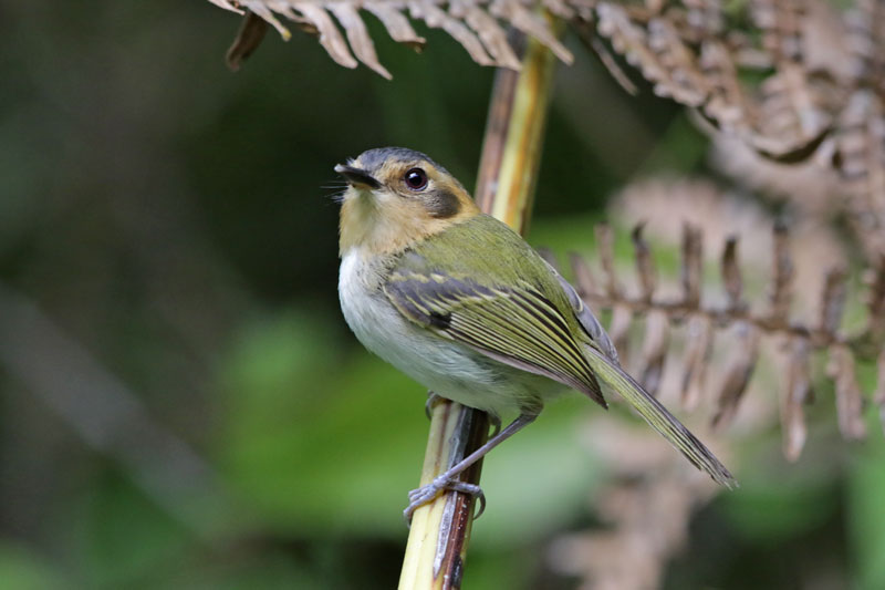 Ochre-faced Tody-flycatcher