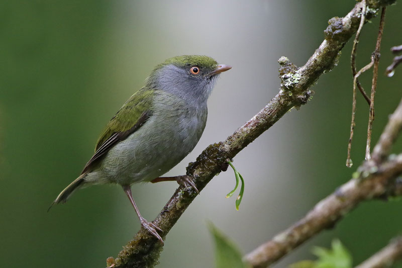 Pin-tailed Manakin