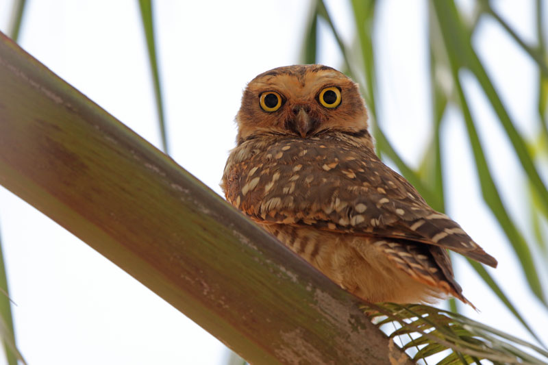 Burrowing Owl