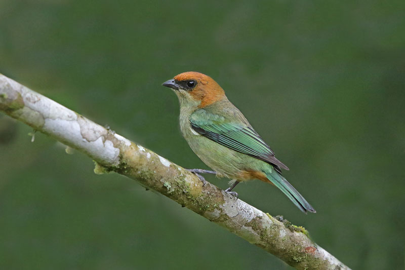 Chestnut-backed Tanager