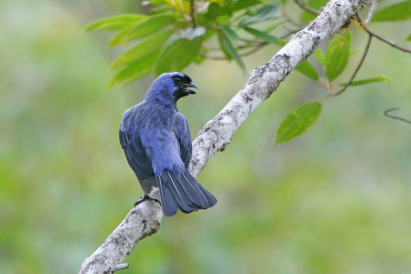 Diademed Tanager