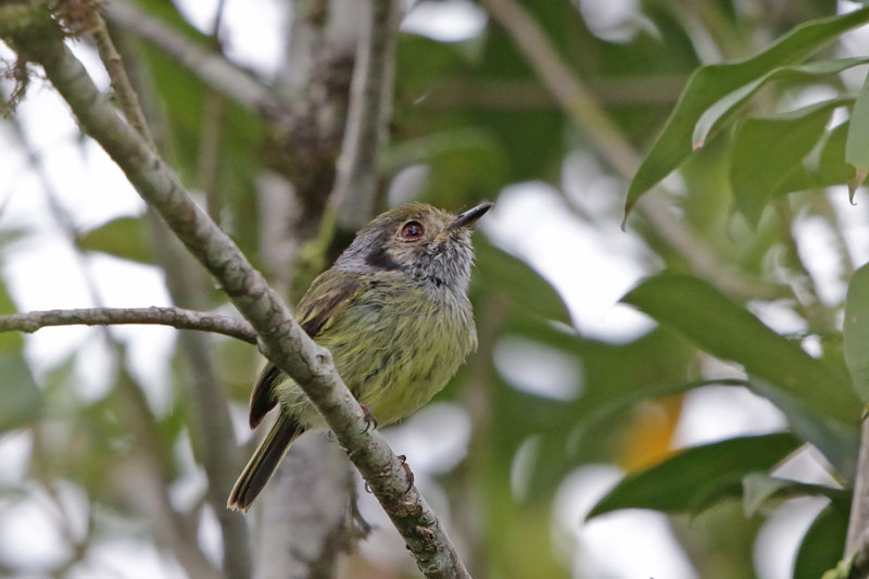 Eared Pygmy-Tyrant