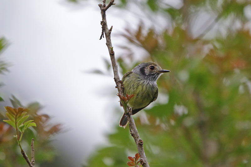 Eared Pygmy-Tyrant