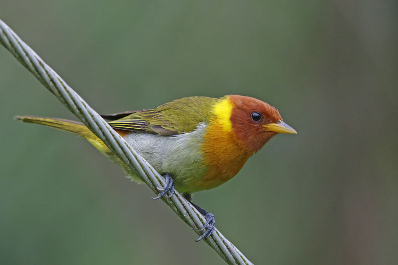 Rufous-headed Tanager