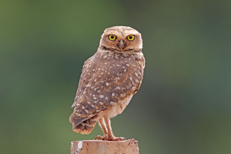Burrowing Owl